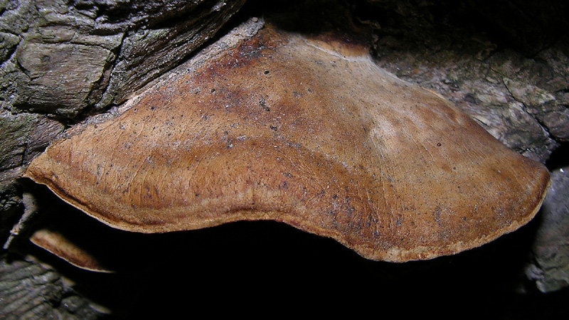 Da determinare  (Bjerkandera fumosa)
